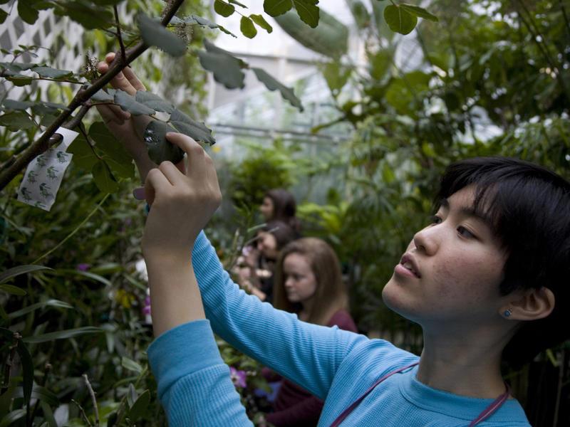 An Asian student examines a leaf on a plant in the greenhouse